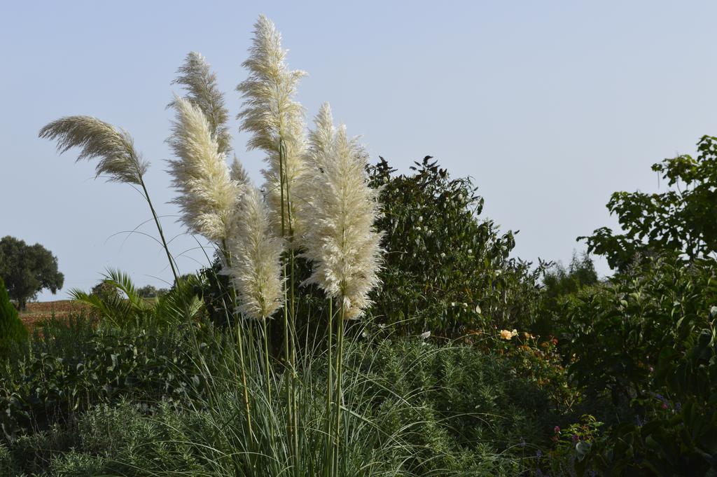 Bed & Breakfast Villa Lavanda Noci Chambre photo